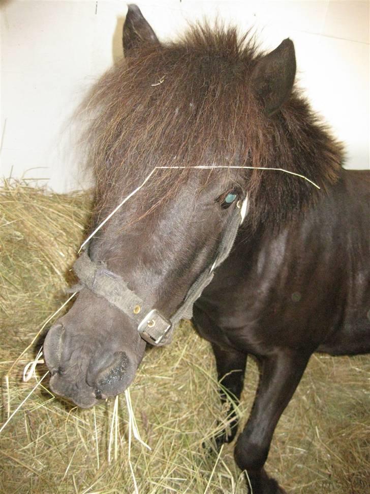 Anden særlig race Bølle ('; billede 7