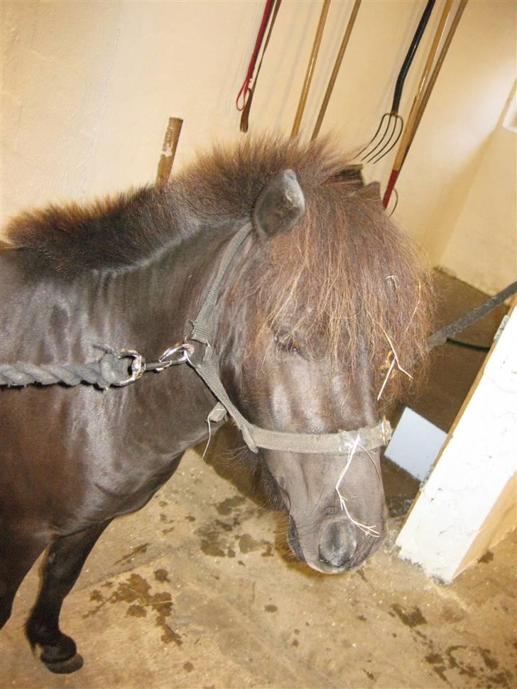 Anden særlig race Bølle ('; billede 8