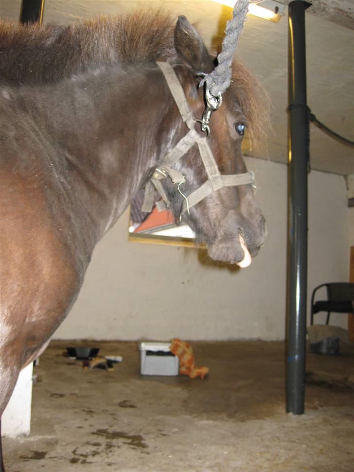 Anden særlig race Bølle ('; billede 9