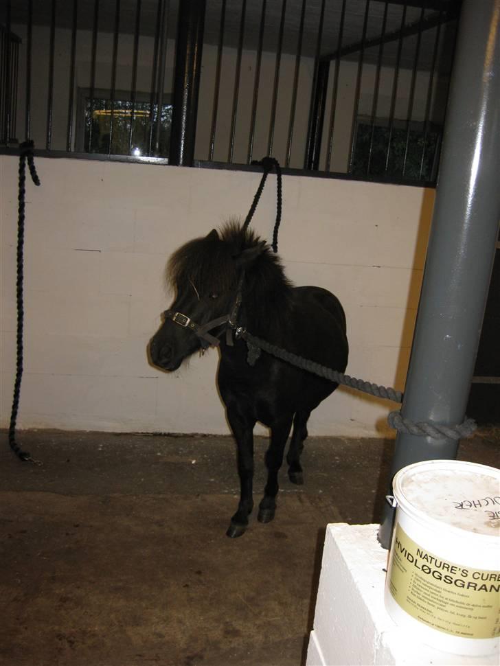 Anden særlig race Bølle ('; billede 10