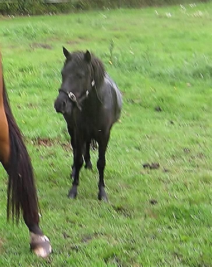 Anden særlig race Bølle ('; billede 11