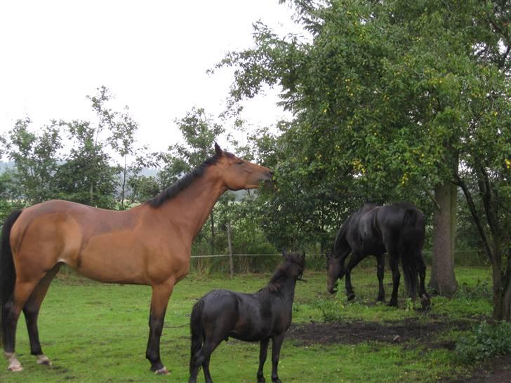 Anden særlig race Bølle ('; billede 12