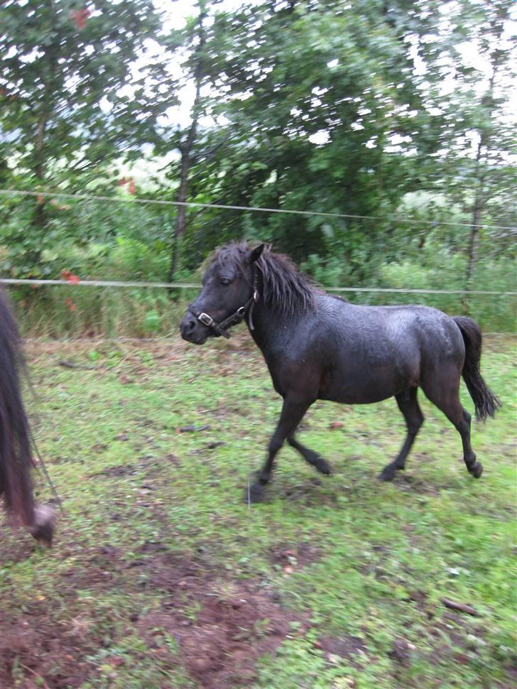 Anden særlig race Bølle ('; billede 13