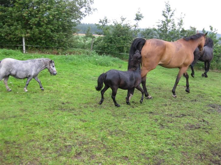 Anden særlig race Bølle ('; billede 14