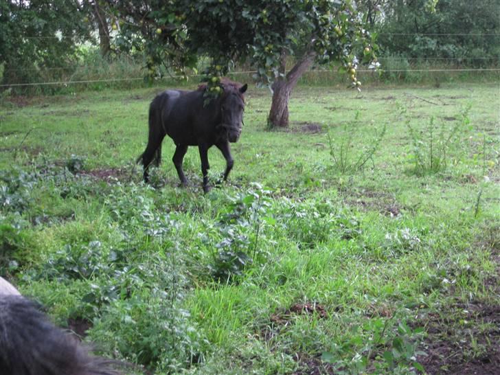 Anden særlig race Bølle ('; billede 15