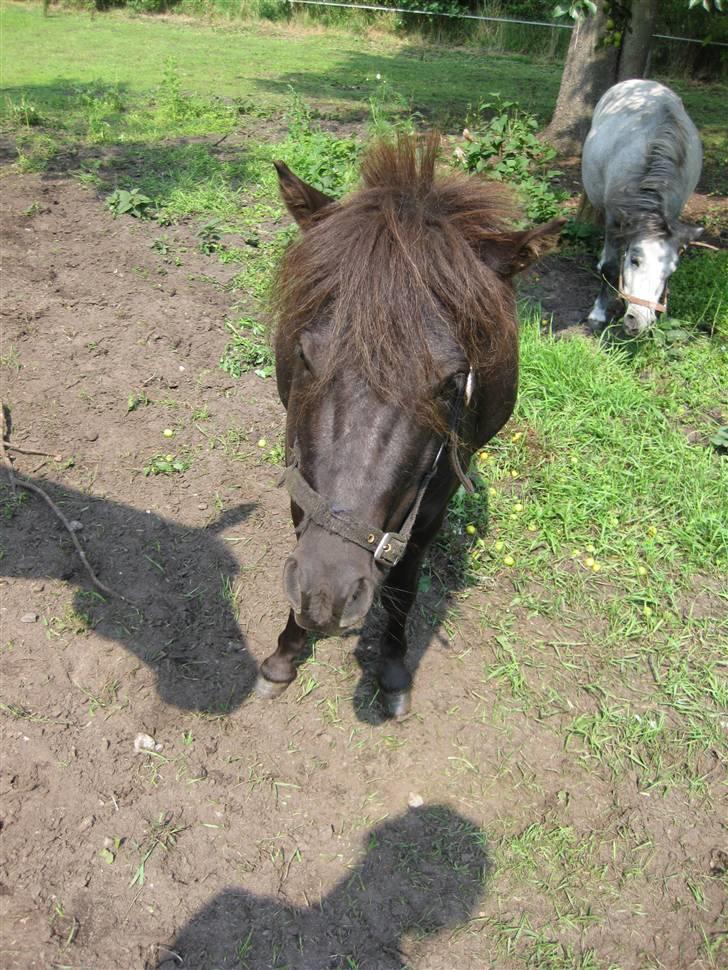 Anden særlig race Bølle ('; billede 16