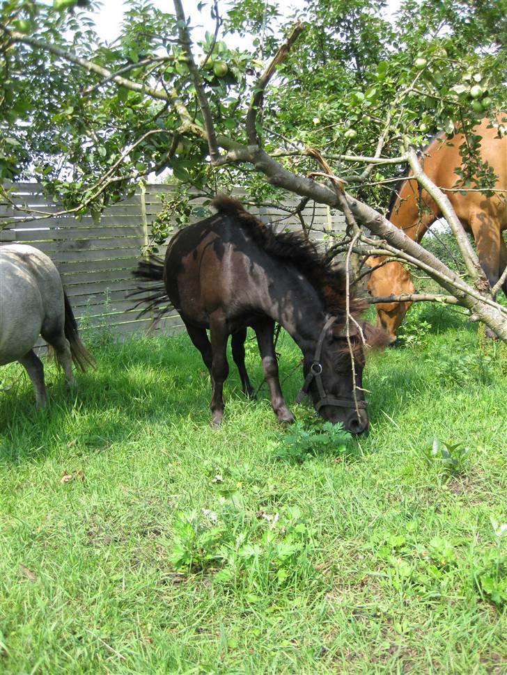 Anden særlig race Bølle ('; billede 17