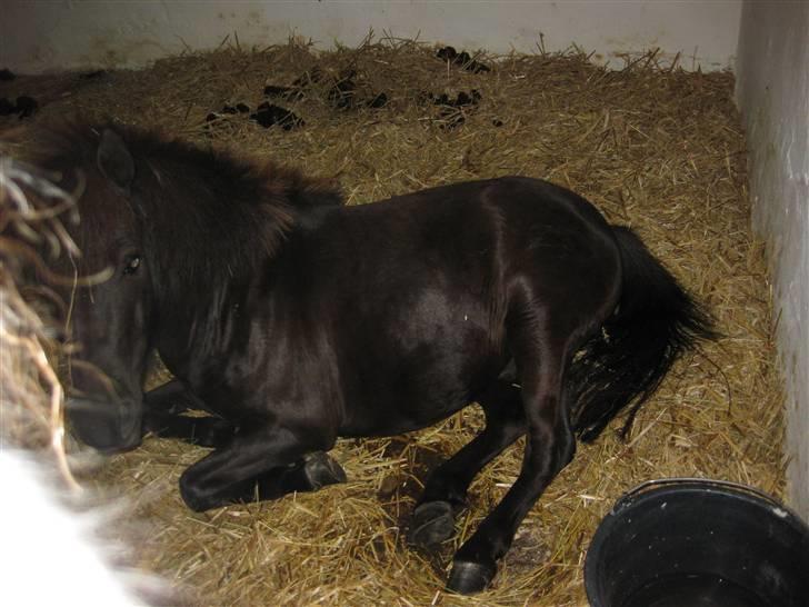 Anden særlig race Bølle ('; billede 18