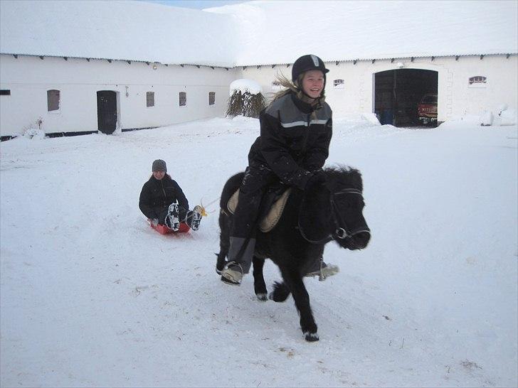 Shetlænder Beddy<3(Smukkeen) Solgt:( billede 8