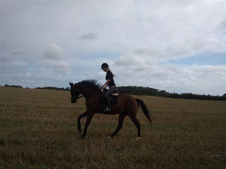 Trakehner Elpride (Solgt) billede 7