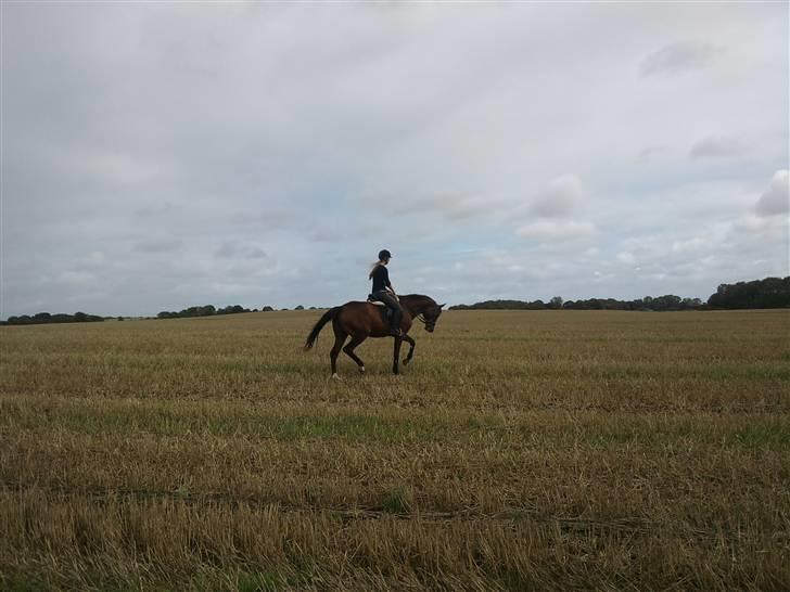 Trakehner Elpride (Solgt) billede 8