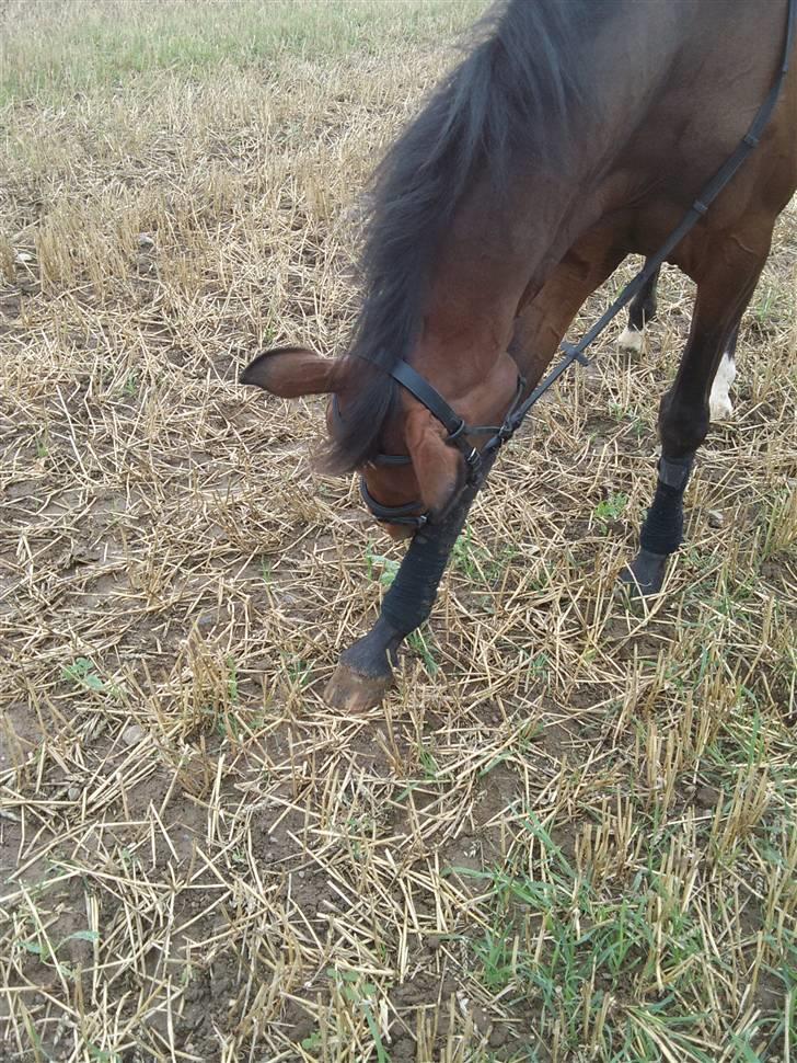 Trakehner Elpride (Solgt) - Så kløede det lige lidt :)  billede 9