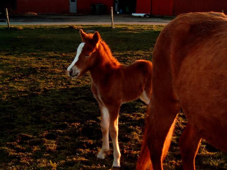 Islænder Loâ fra Nørremarken - Baby Loâ billede 3