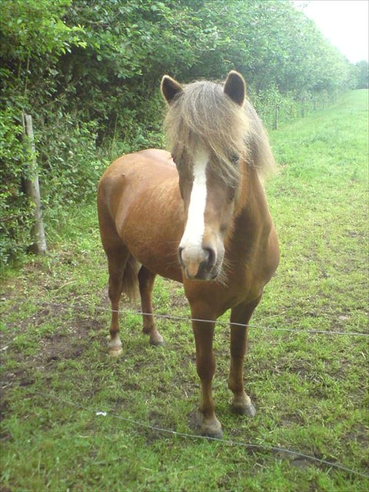 Islænder Loâ fra Nørremarken - Prinsessen <3 billede 4