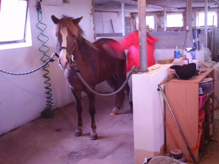 Islænder Loâ fra Nørremarken - Ihh det dejligt (: billede 5