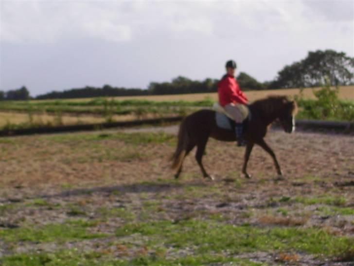 Islænder Loâ fra Nørremarken - Første gang jeg red hende - var bare solgt xD billede 6