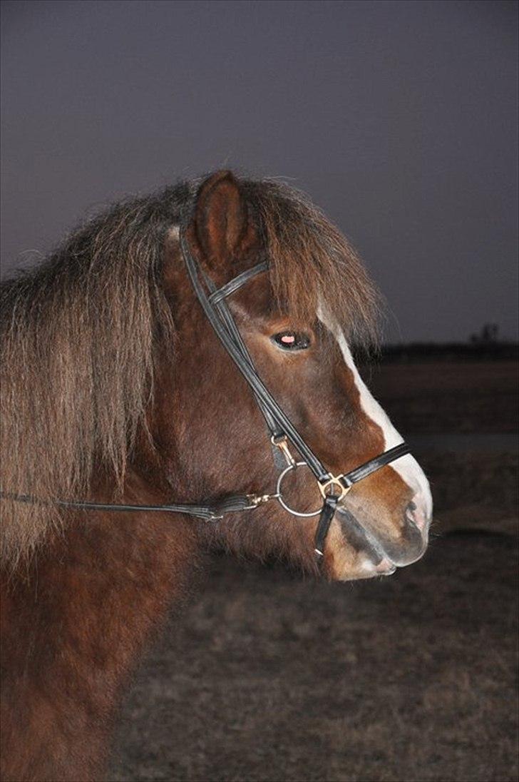 Islænder Loâ fra Nørremarken - Skønne pony! billede 7