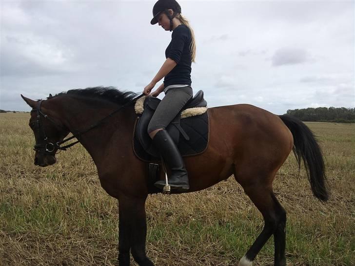 Trakehner Elpride (Solgt) billede 10