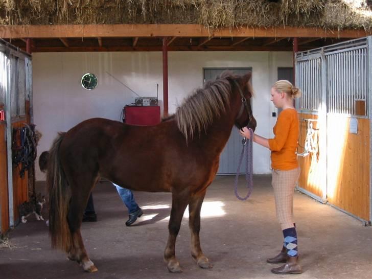 Islænder Loâ fra Nørremarken - Uhh hvor farligt, dyrlægen skramler med en pose! ;b billede 8