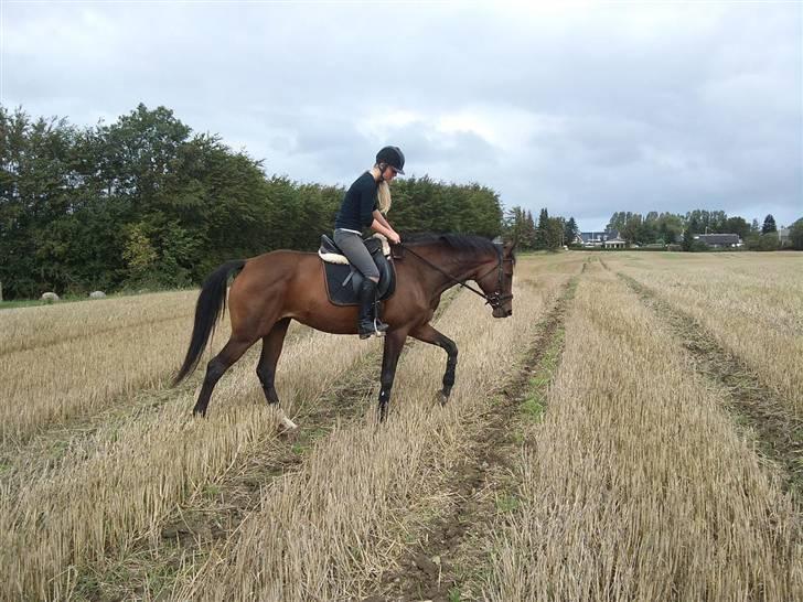 Trakehner Elpride (Solgt) billede 11