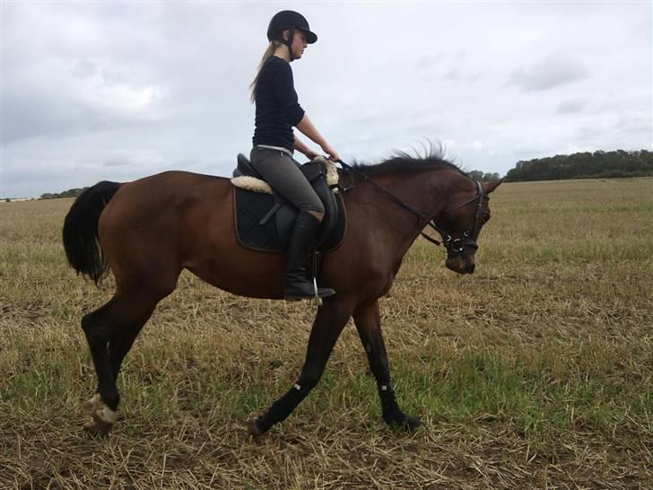 Trakehner Elpride (Solgt) billede 12