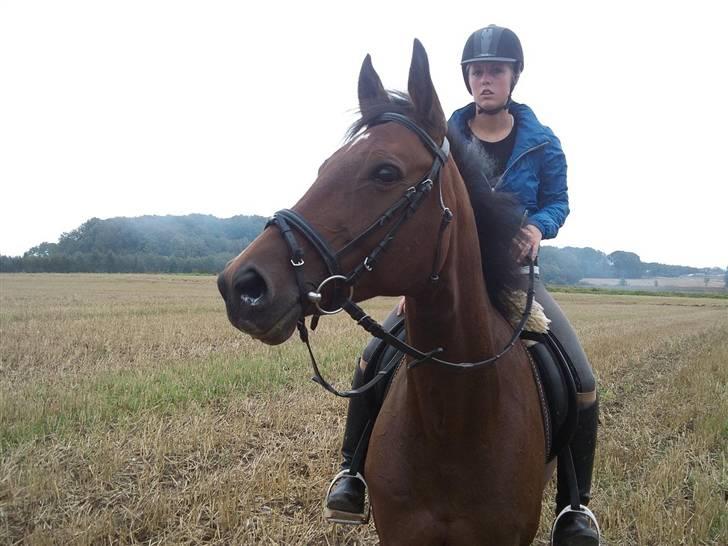 Trakehner Elpride (Solgt) - UNDSKYLD ANSIGTS UDTRYKKET ! Vidste ikke lige billedet blev taget . :D  billede 13