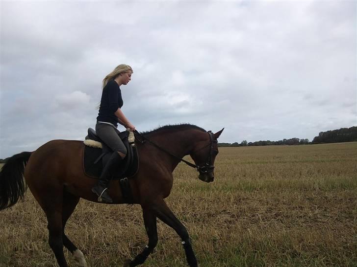 Trakehner Elpride (Solgt) billede 14