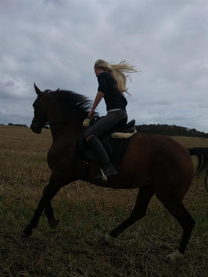 Trakehner Elpride (Solgt) billede 15