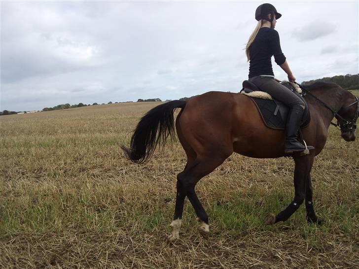 Trakehner Elpride (Solgt) billede 16