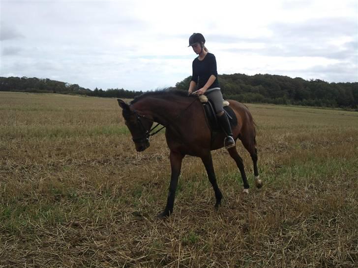 Trakehner Elpride (Solgt) billede 17