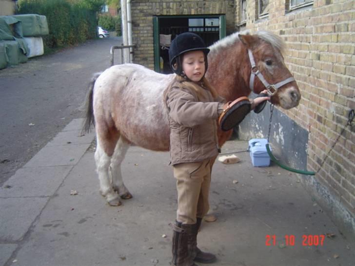 Anden særlig race tot  (gammel part) billede 5
