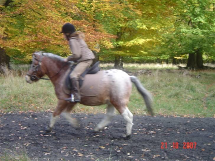 Anden særlig race tot  (gammel part) billede 7