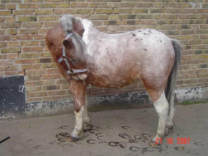 Anden særlig race tot  (gammel part) billede 8