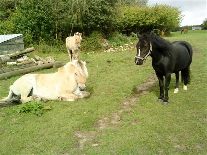 Anden særlig race FREJA billede 13