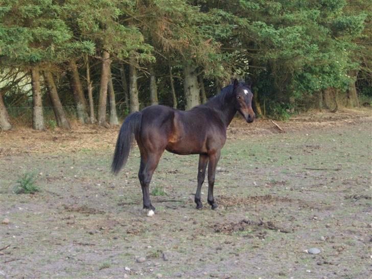 Anden særlig race Gamello Star***  billede 3