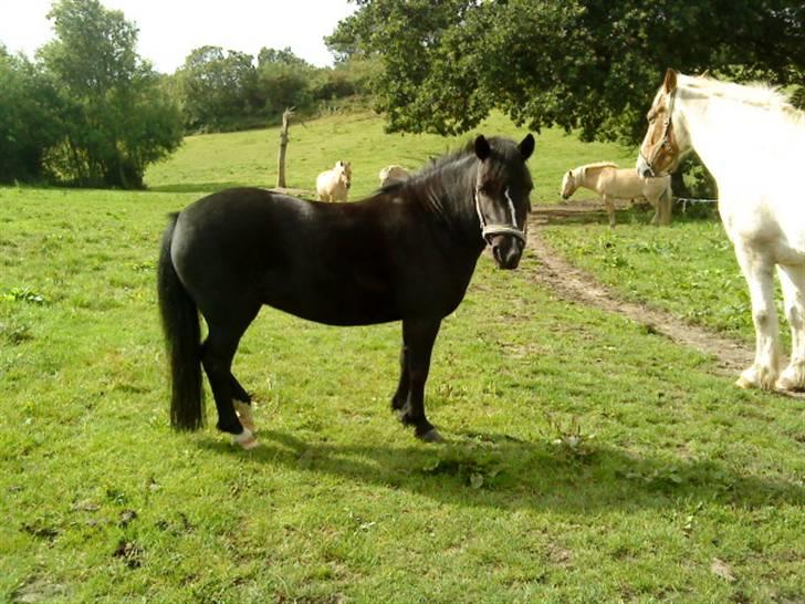 Anden særlig race FREJA billede 15