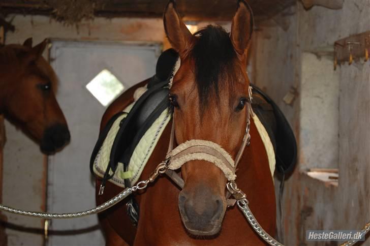 New Forest Hamlet Skønager billede 14