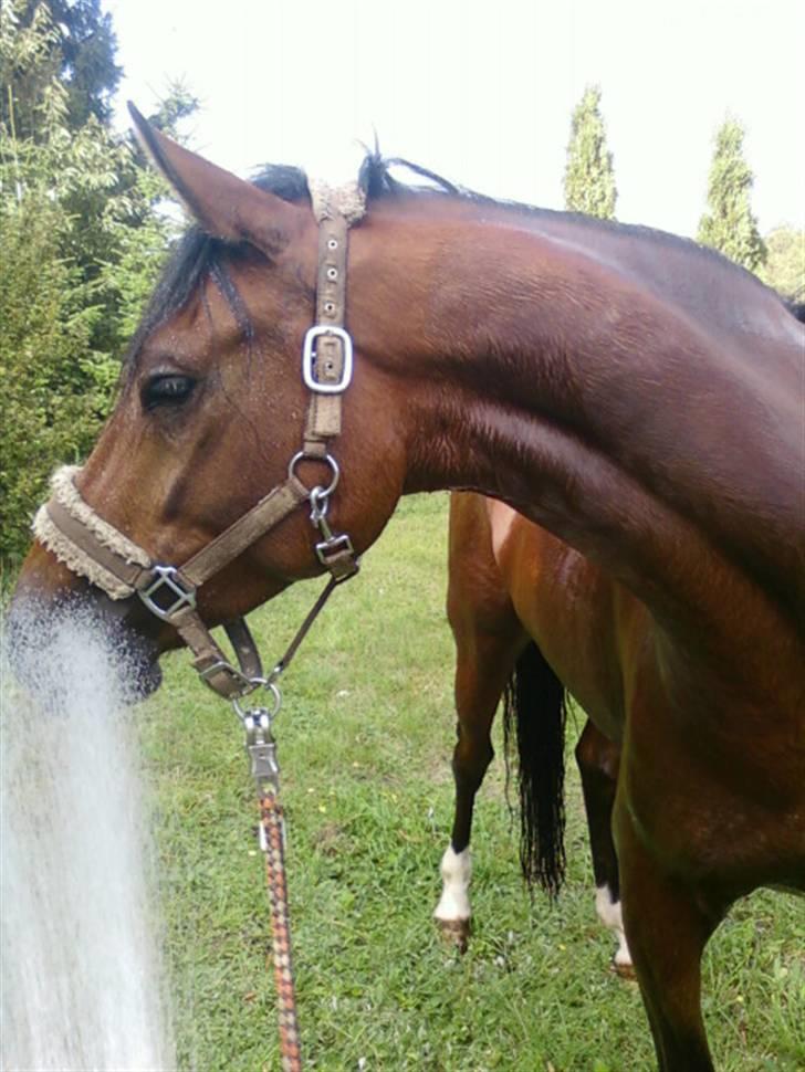 New Forest Hamlet Skønager - humler i bad <3´ billede 15