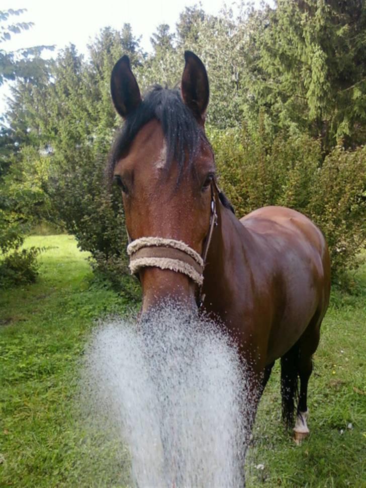 New Forest Hamlet Skønager - skønne humpler i bad, efter en extrem god ridetur ;D <3 billede 16