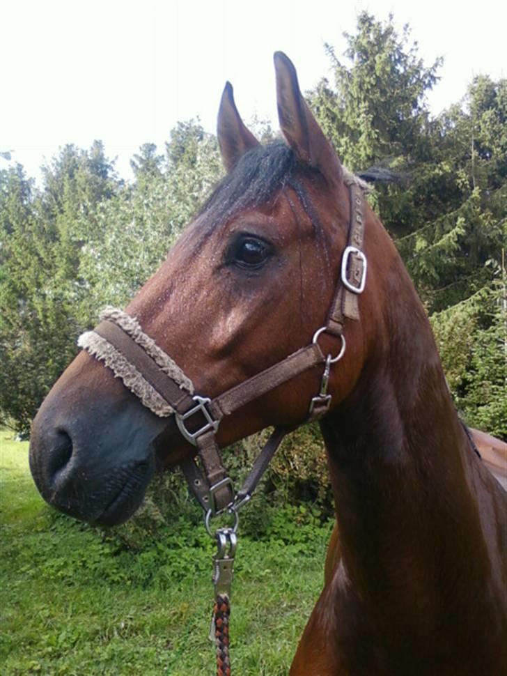 New Forest Hamlet Skønager billede 17