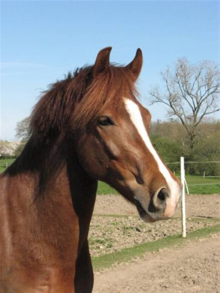 New Forest Skolegaardens Pontiak - Pontiak ved gamle ejer. billede 1