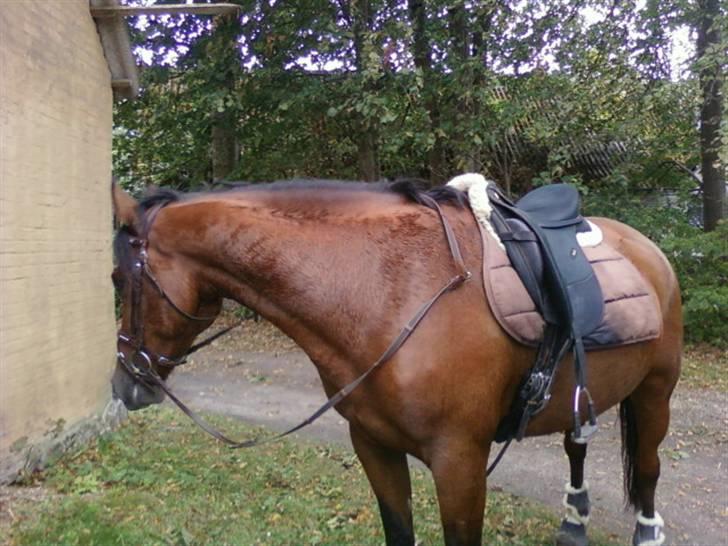 New Forest Hamlet Skønager billede 18