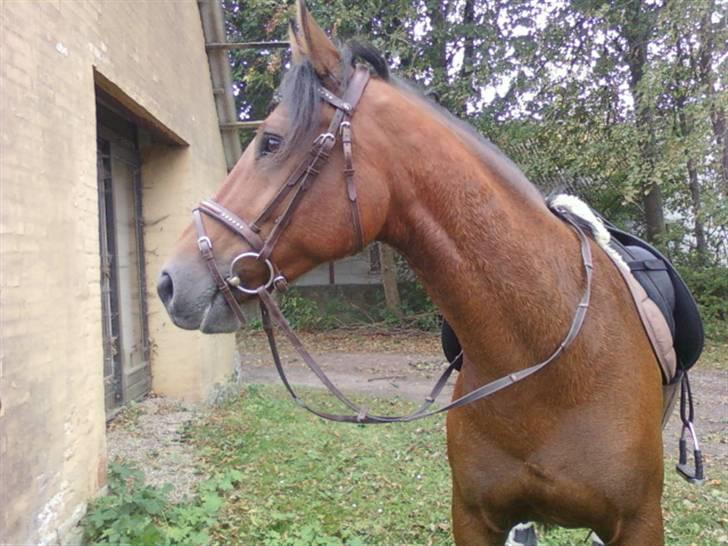 New Forest Hamlet Skønager billede 19