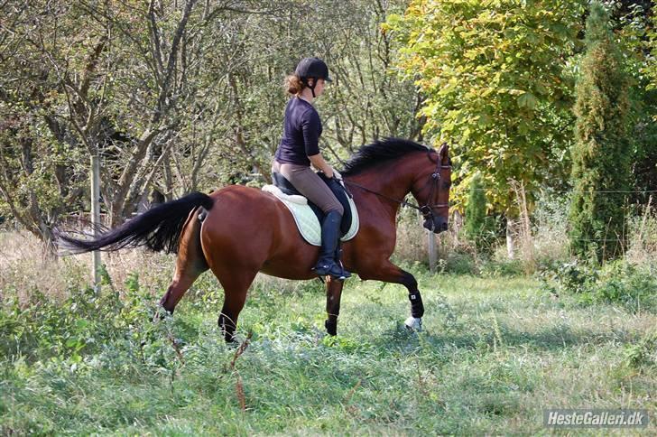 New Forest Hamlet Skønager billede 20