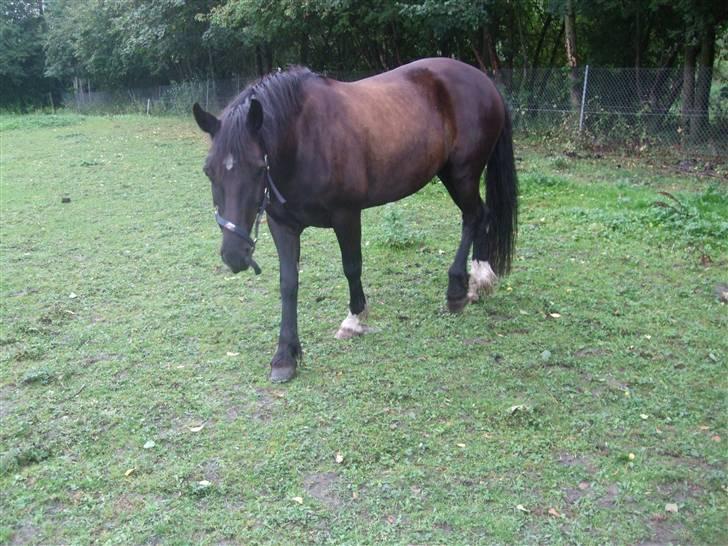 Anden særlig race Black (: (har redet) billede 1