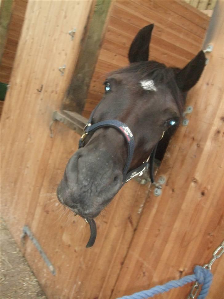 Anden særlig race Black (: (har redet) billede 2