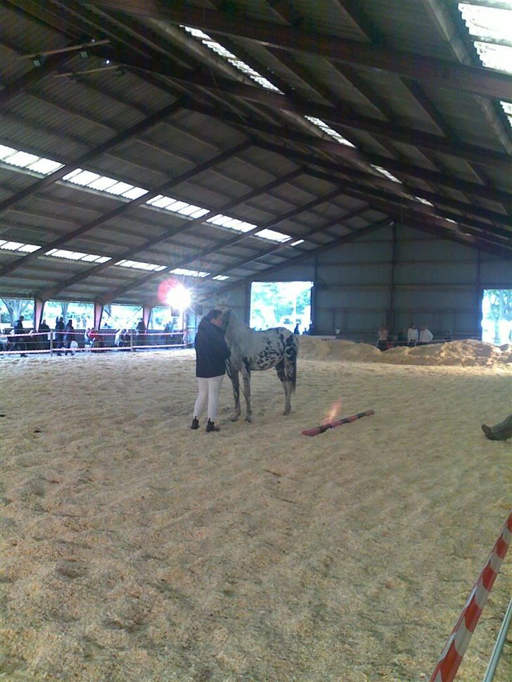 Knabstrupper Coco's Flying Seabiscuit billede 16