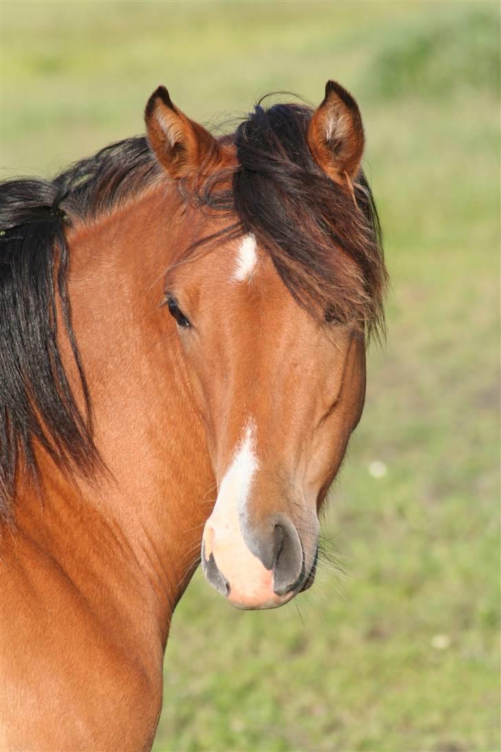 Welsh Cob (sec D) Ellebæks Mellody  billede 1