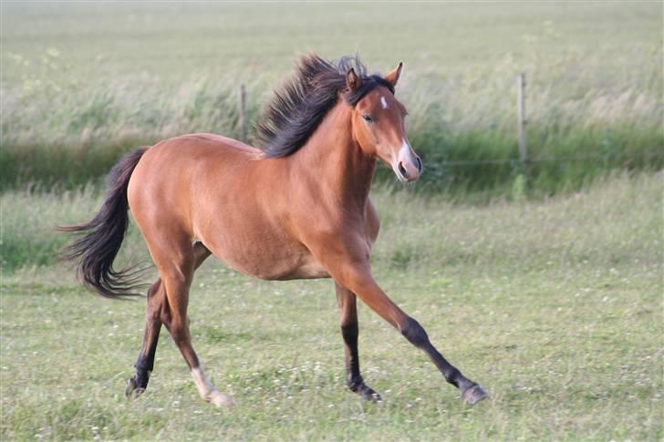Welsh Cob (sec D) Ellebæks Mellody  billede 4