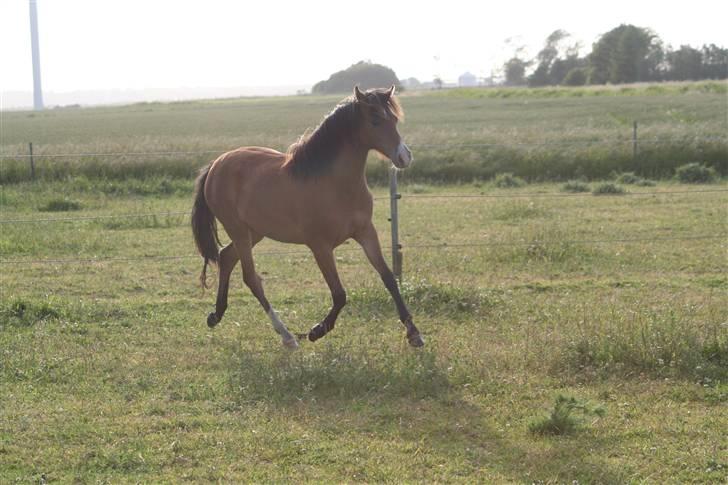 Welsh Cob (sec D) Ellebæks Mellody  billede 6